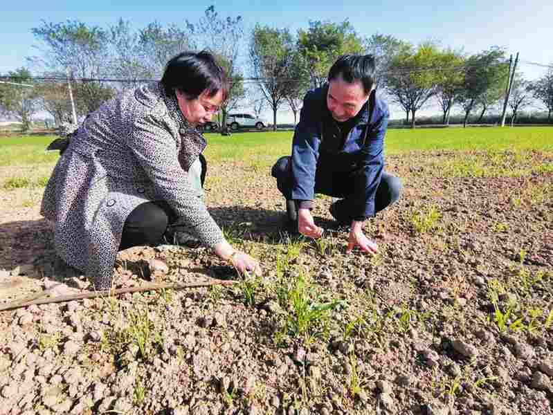 陕西宝鸡咸阳多地麦田地下害虫较往年偏重发生